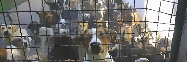 FondoBella Profile Banner