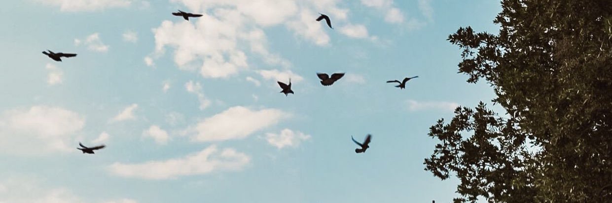 إخلاص 🌿 banner