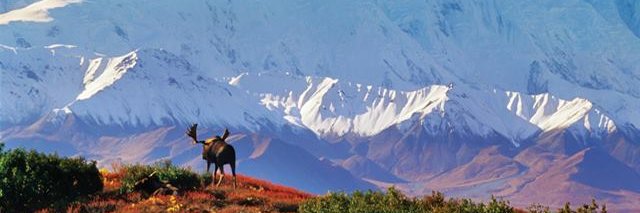 G.T. Heidmous banner