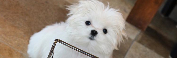 mare_nelle's profile banner image