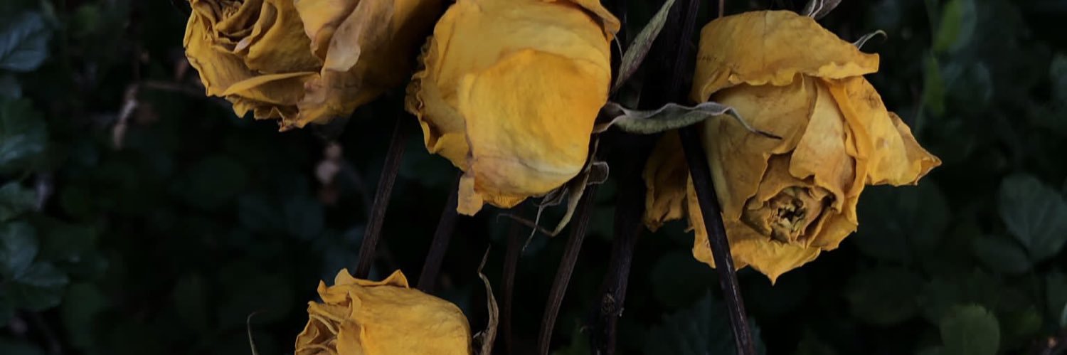 allylostitall's profile banner image