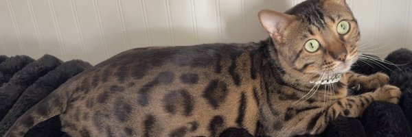 yung_rosaa Profile Banner