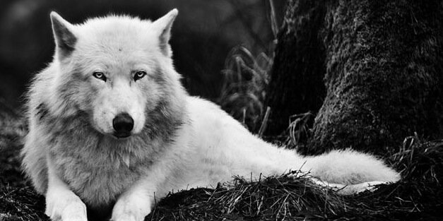 Chintan Ghate banner