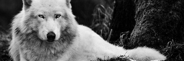 ChintanGhate Profile Banner