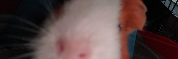 M4SKEDPT Profile Banner