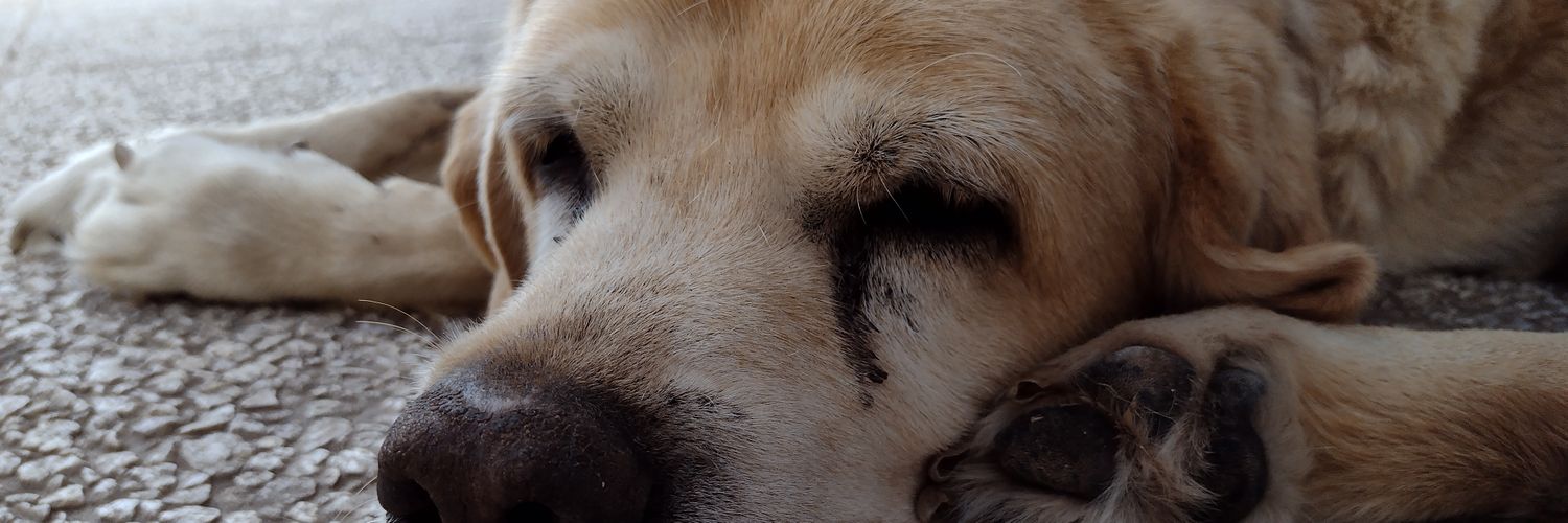Carotoleedo's profile banner image