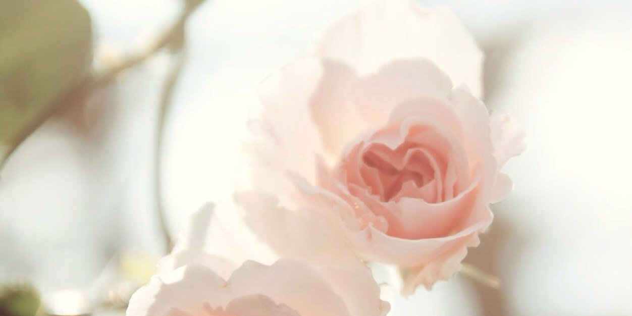 _yvonnetann's profile banner image