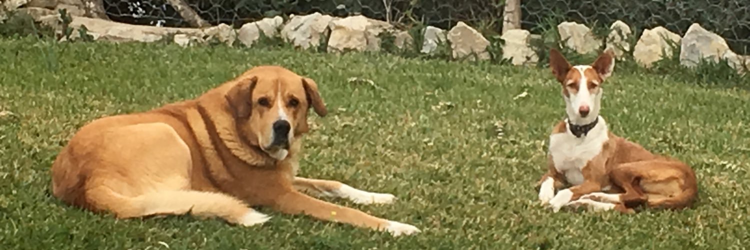 tomeub's profile banner image