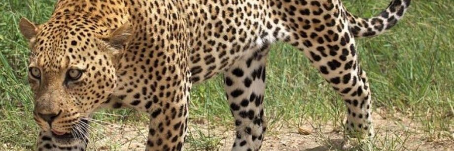 Red Chilli 🌶️ banner