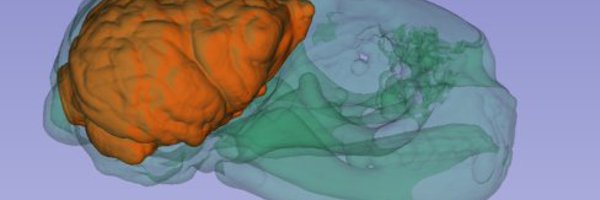 EvoMorphoLab_KU Profile Banner