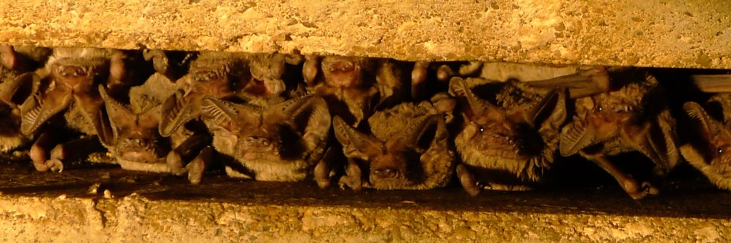 Dr. Jennifer Krauel banner