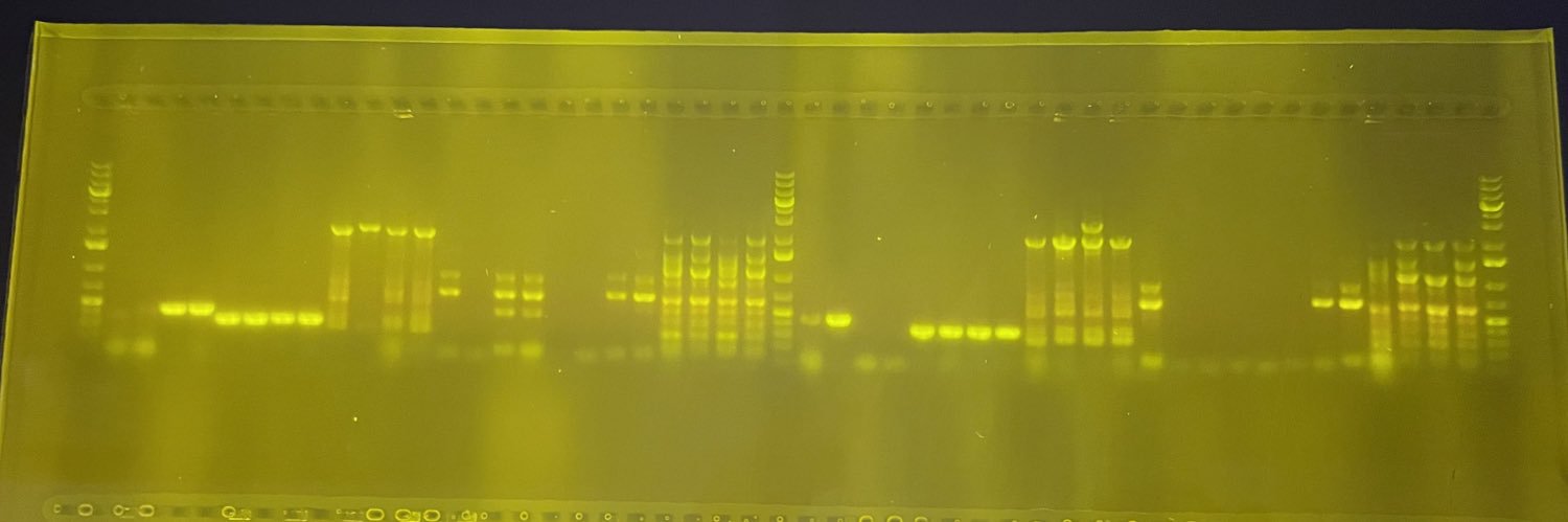 Samantha Webster banner