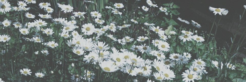 caakkee_'s profile banner image