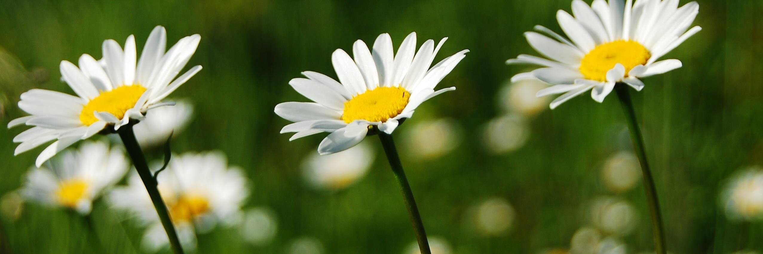 Cheryl Forrest RN HV MSc QN banner