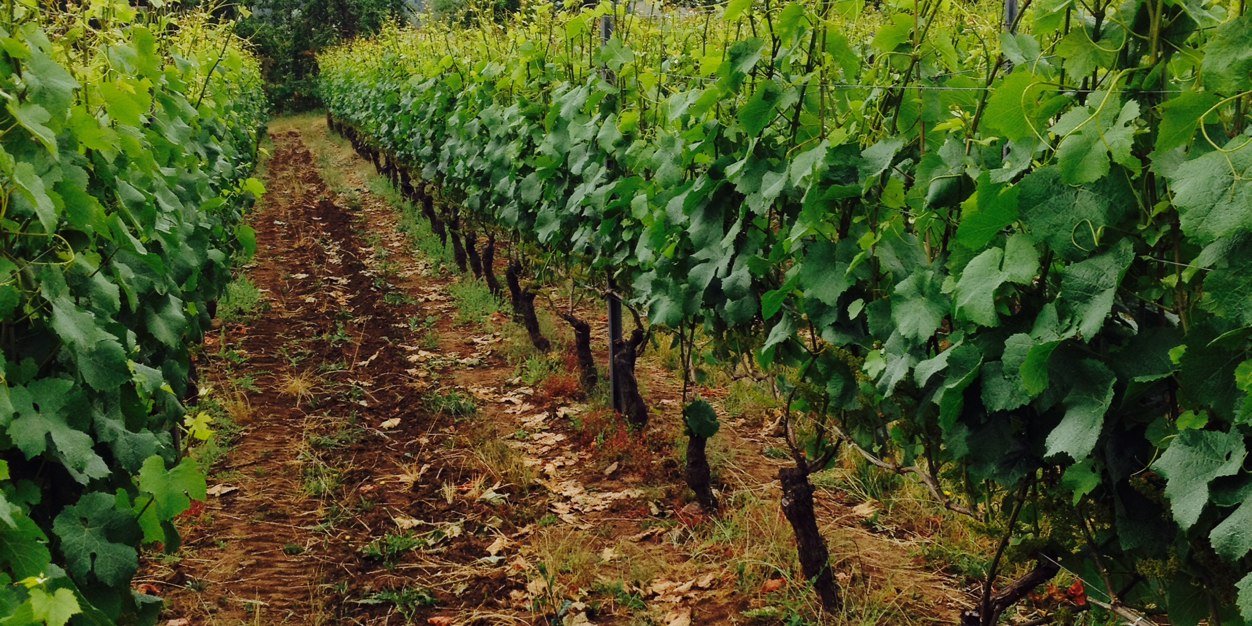 Anna Matzinger banner