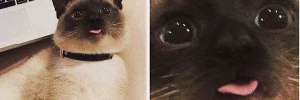 gerdrogs395's profile banner image