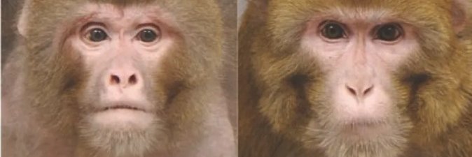 Caxinguelê Furioso banner