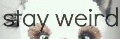 Izabella . ۫ ꣑ৎ . 🐞🪽 banner