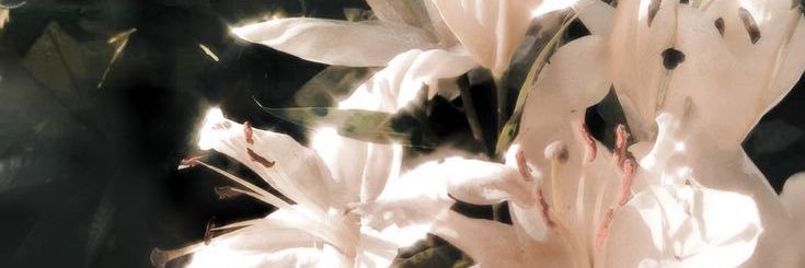 𐙚 banner