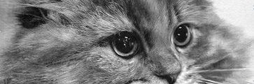 shocat22's profile banner image