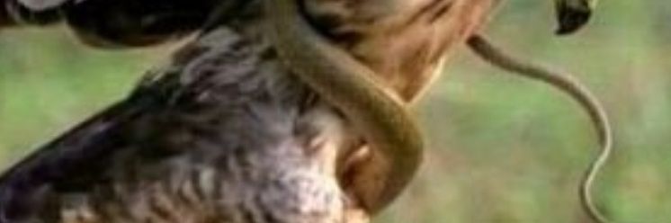 FaraiMusiya's profile banner image