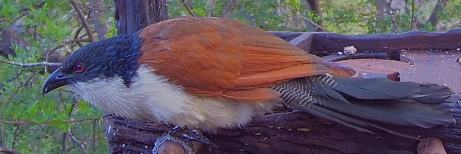 AllenBirdCam's profile banner image