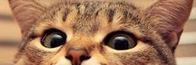 マチューッピ banner