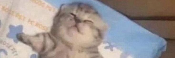 meowshark banner
