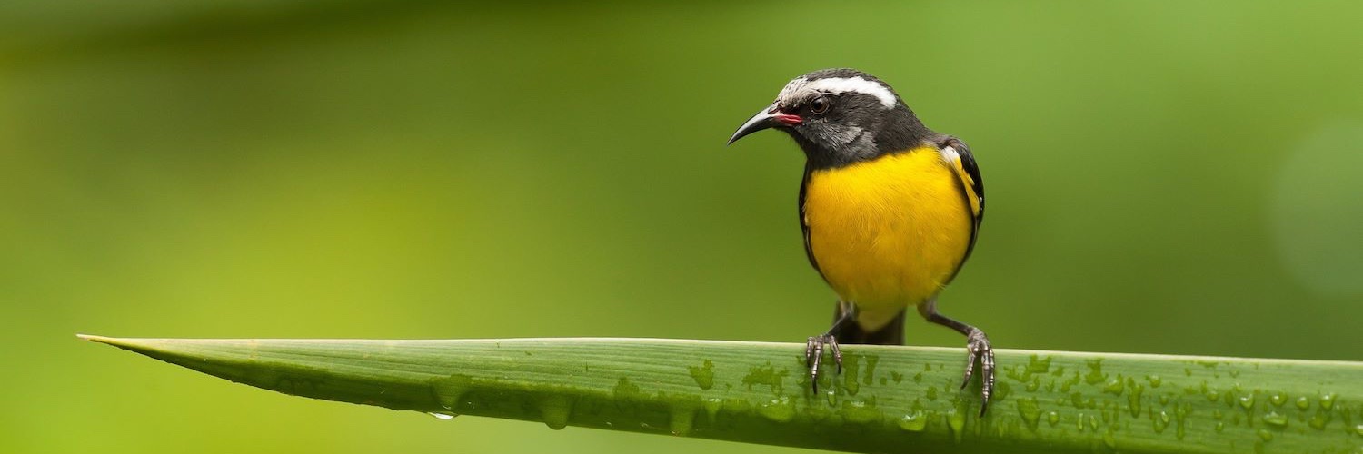 Birds Caribbean banner
