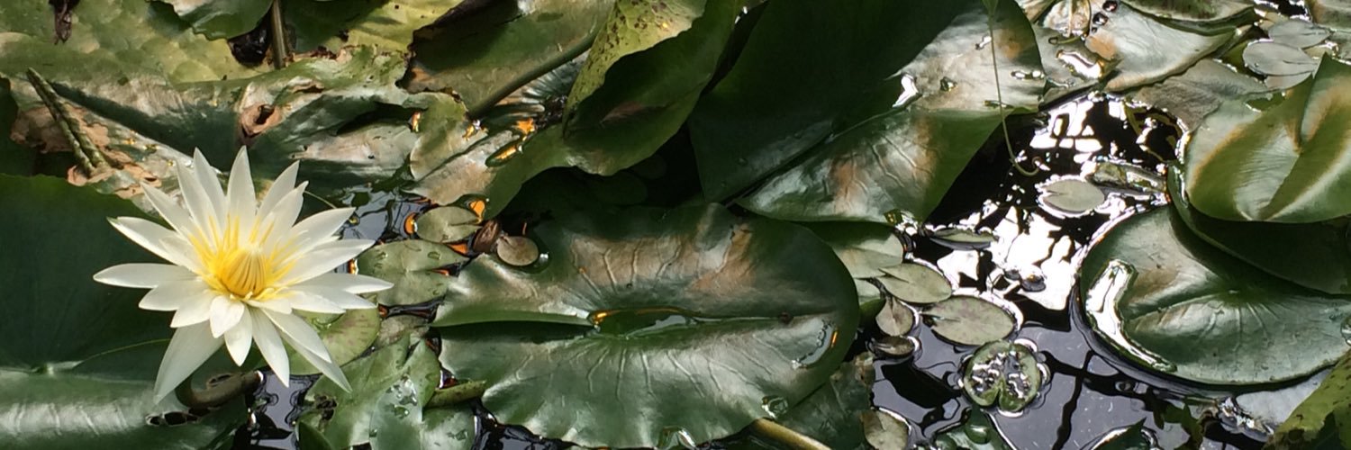 Courtney Johnston banner