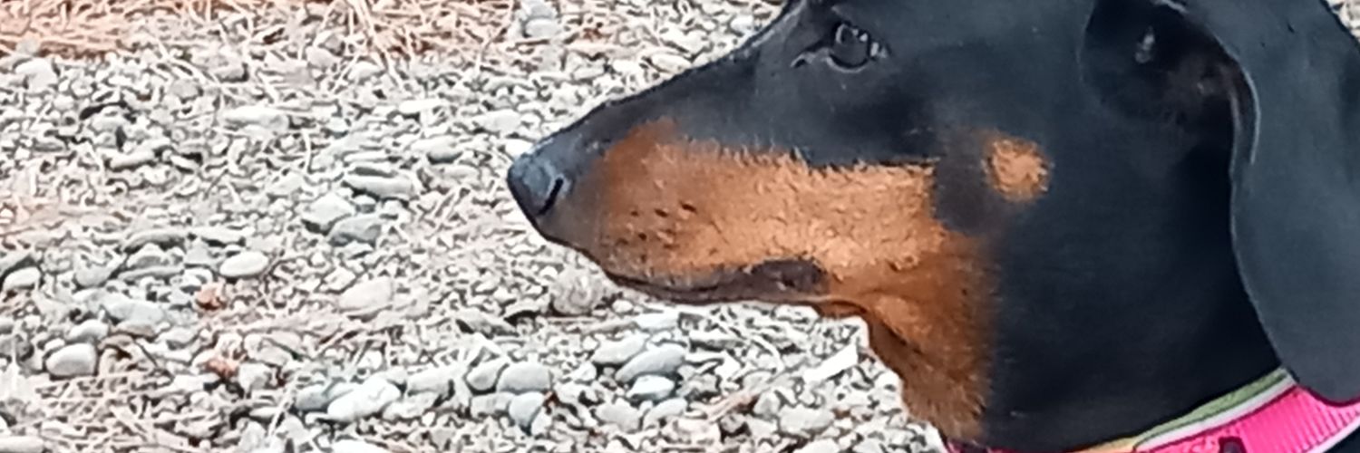 santi Camps Torne banner