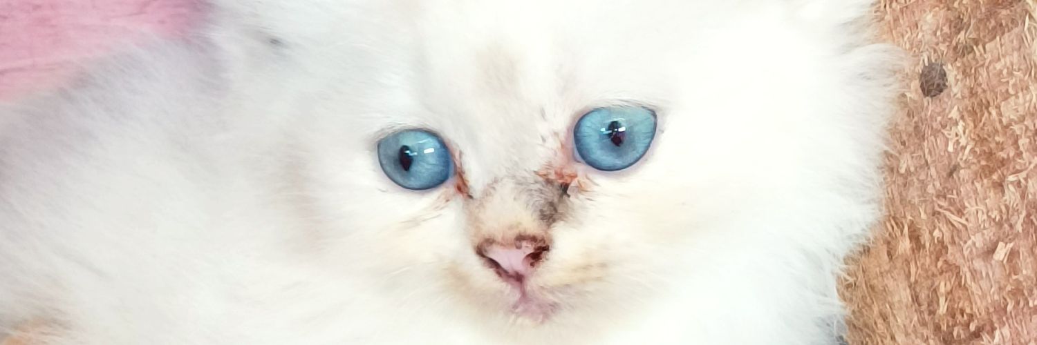 nja_ariaz's profile banner image