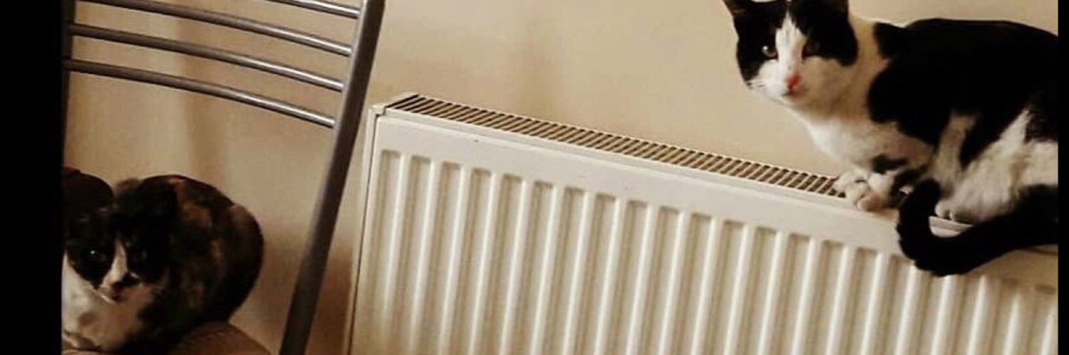 sbtdma's profile banner image