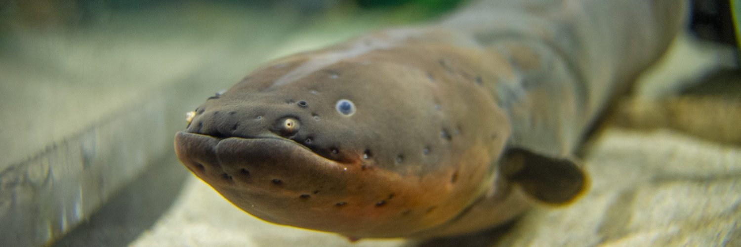 eel banner