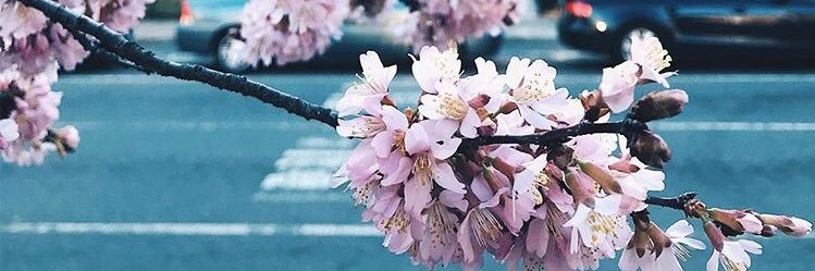 Allison Daurio, PhD banner