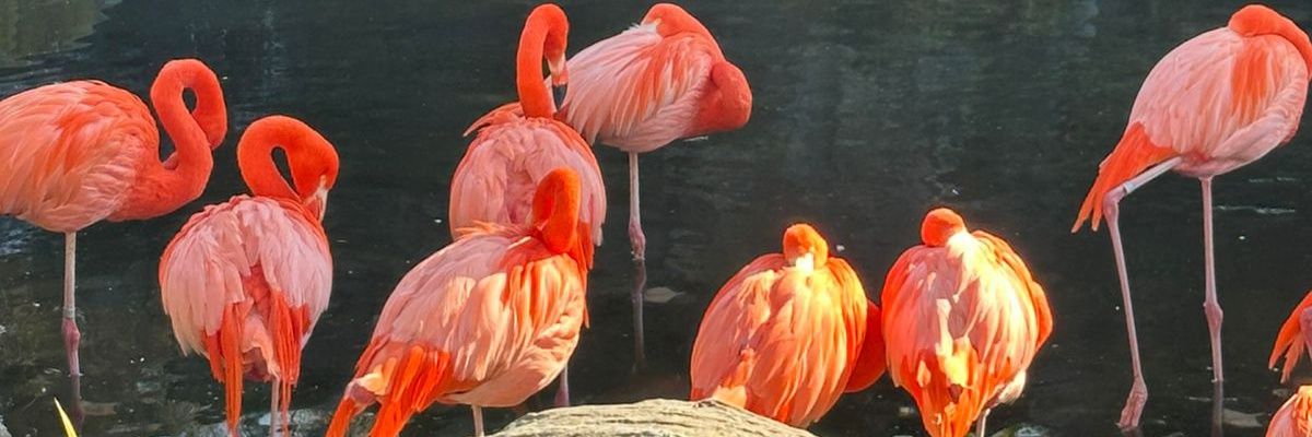 milan loves nico❣️ banner