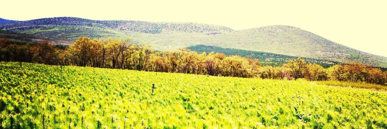 SylkYsr's profile banner image