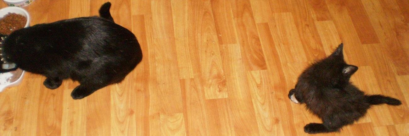 ThatCatDude's profile banner image