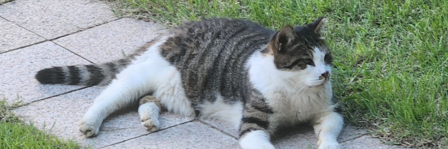 gingertea0_0's profile banner image