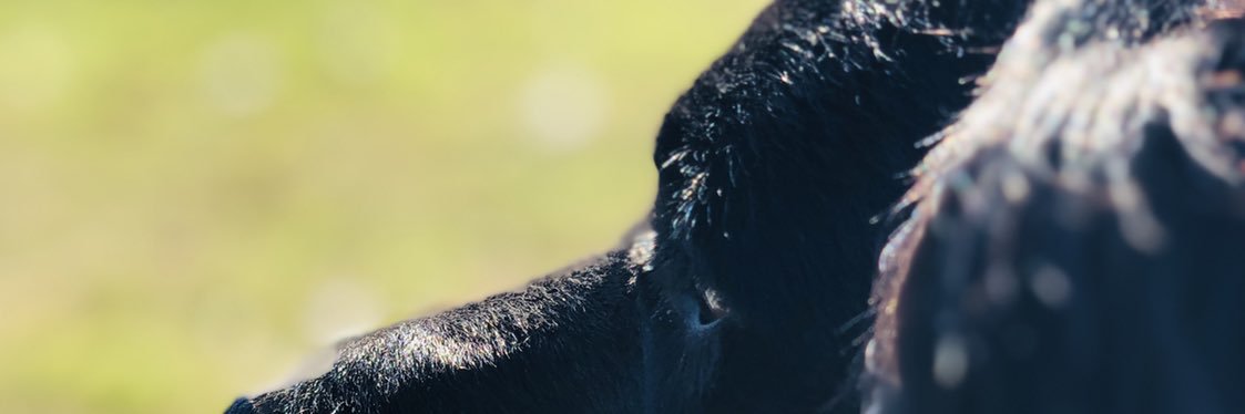 JuampiIlleras's profile banner image