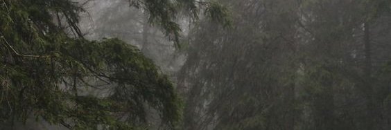 тихий лес banner