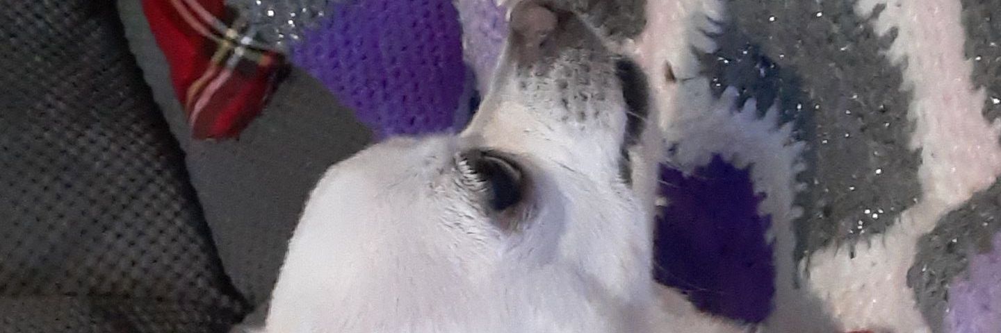 Magzomelvo67's profile banner image