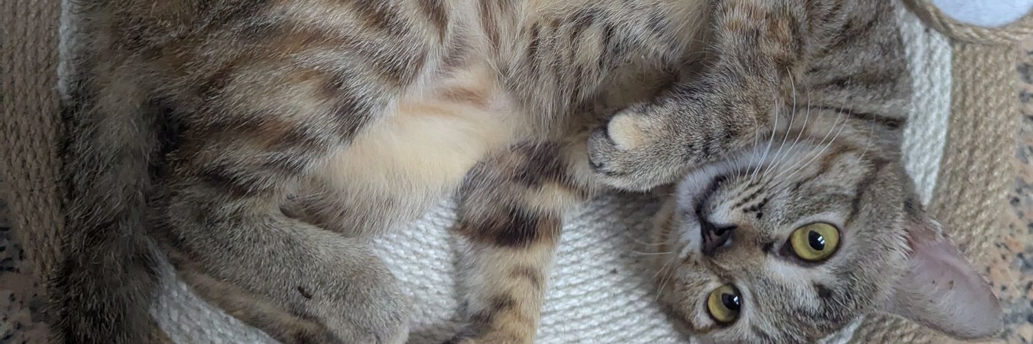 草貓 くさねこ banner