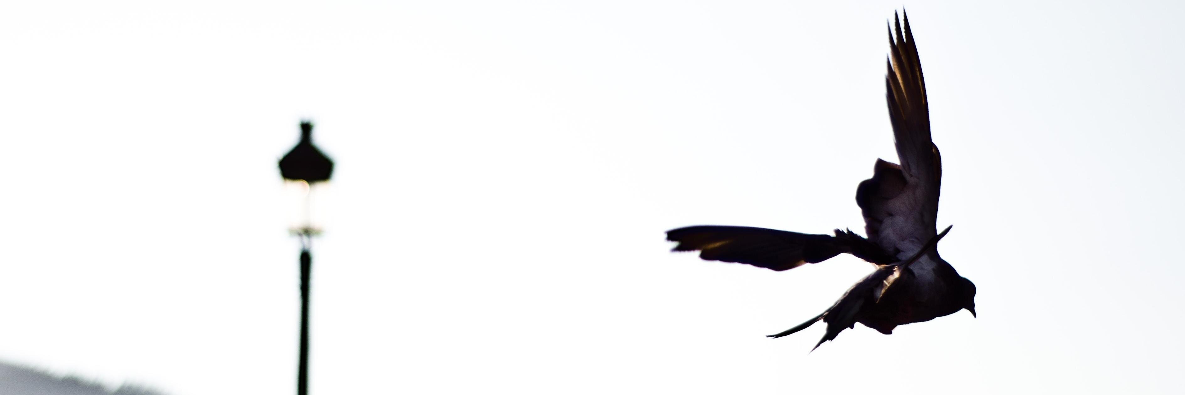 madimalso's profile banner image
