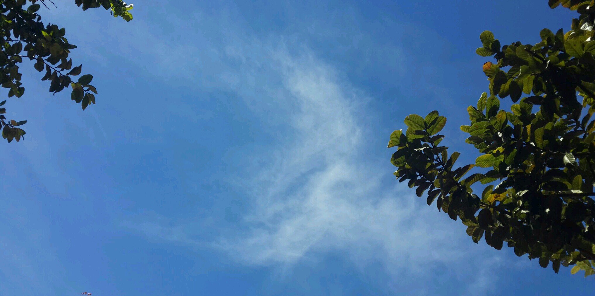 Pau Rolón banner