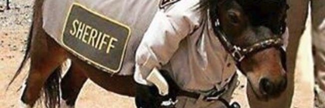 Amador de Cavalos. Adoro Cavalos (Praligota) banner