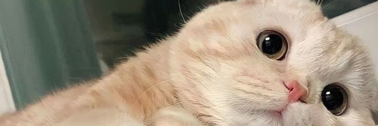 zavfia's profile banner image