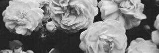moodChiee's profile banner image