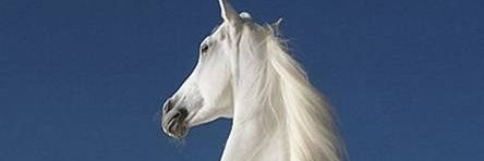 Adésọjí 🇳🇬 banner