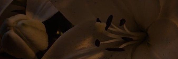 litttleally's profile banner image